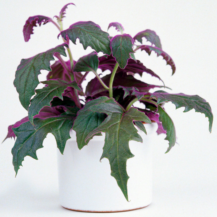 The Seasonal Aisle Bosch Gynura Aurantiaca Wayfair.co.uk